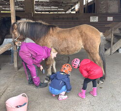 Reittag auf dem Wiesenhof